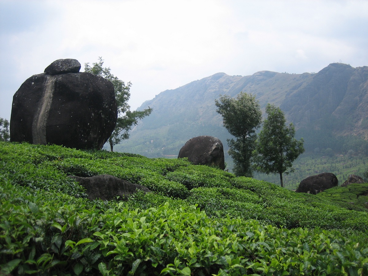 Teeplantage in Indien