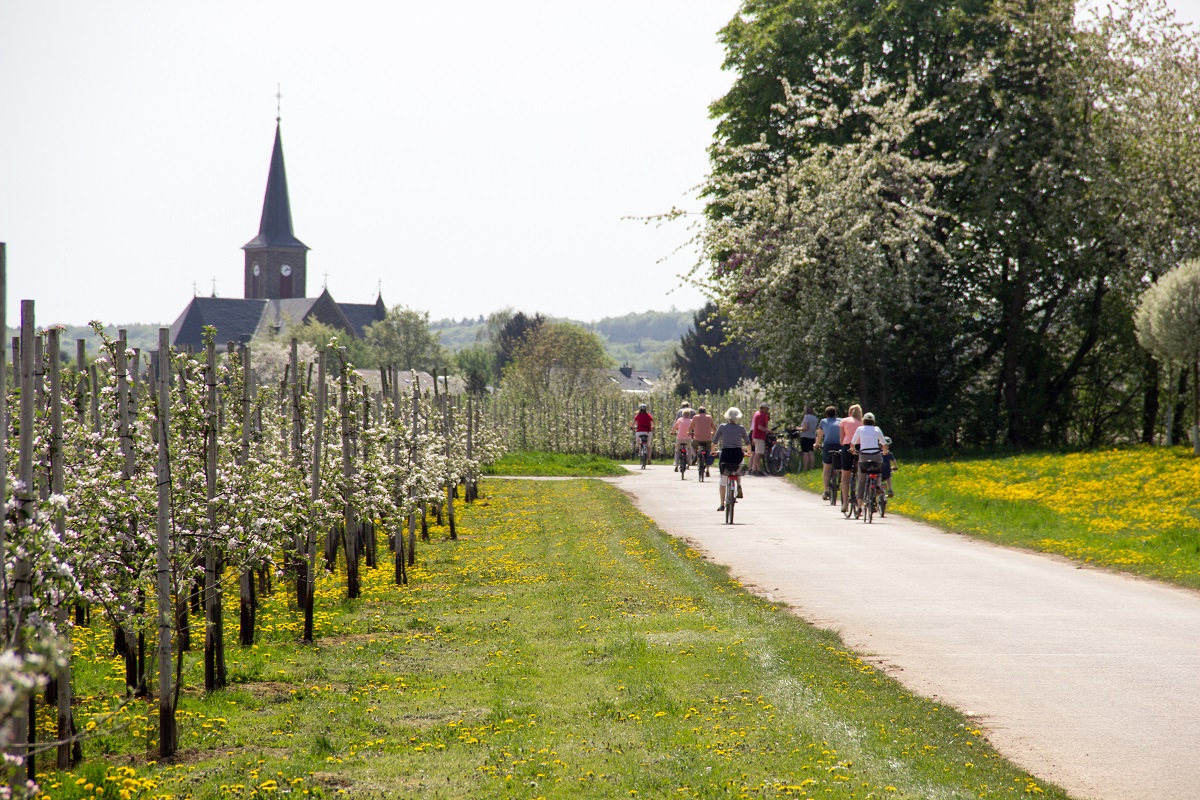 Kirsche mit blick auf eine Apfelwiese, rheinische Apfelroute